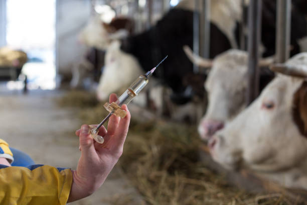 istock Veterinarian with vaccination in front of cows 1096153652