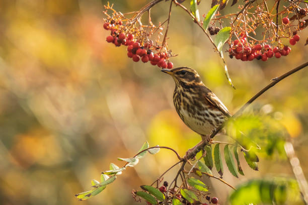 istock Redwing Turdus iliacus bird, eating berries in a forest 1096153738