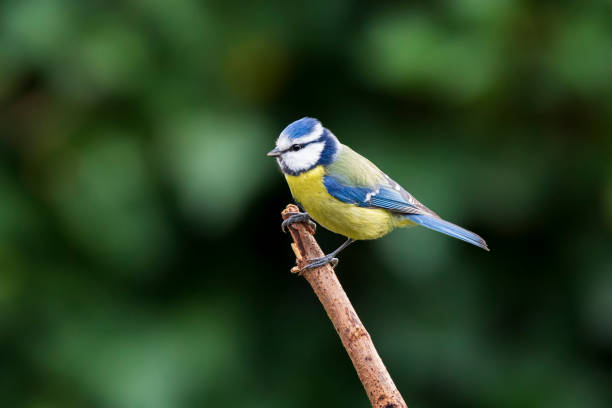istock Eurasian blue tit Cyanistes caeruleus perched closeup 1096153740