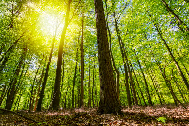 istock Forest in Summer. Green leaves and sunlight effect through the branches. 1096153746