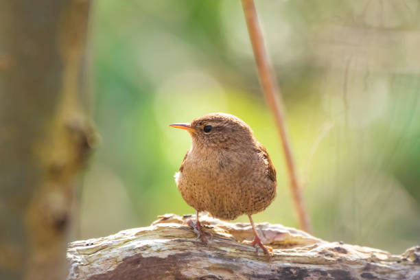 istock Eurasian Wren bird (Troglodytes troglodytes) display, singing and mating during Springtime season 1096153750