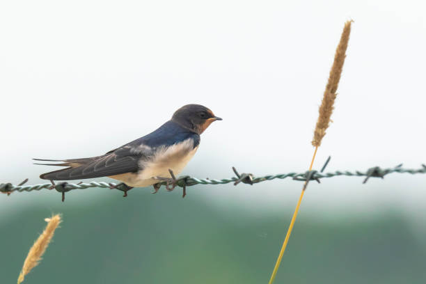 istock Barn Swallow Hirundo rustica resting closeup 1096153758