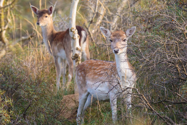 istock Fallow deer fawn together in Autumn 1096153832