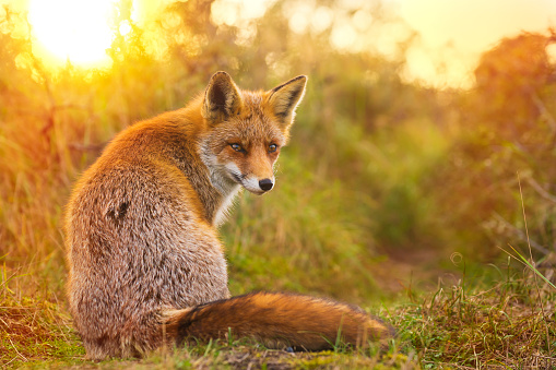 Wild young red fox (vulpes vulpes) vixen scavenging in a forest and dunes during sunset