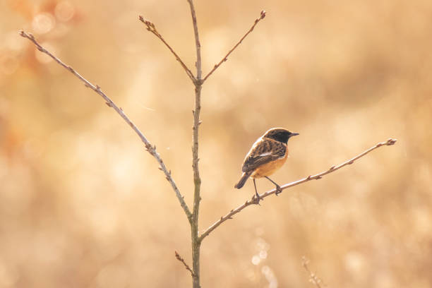 istock Male Stonechat bird, Saxicola rubicola, perching 1096153866