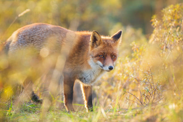 istock Wild red fox Vulpes Vulpes evening sunset 1096153880