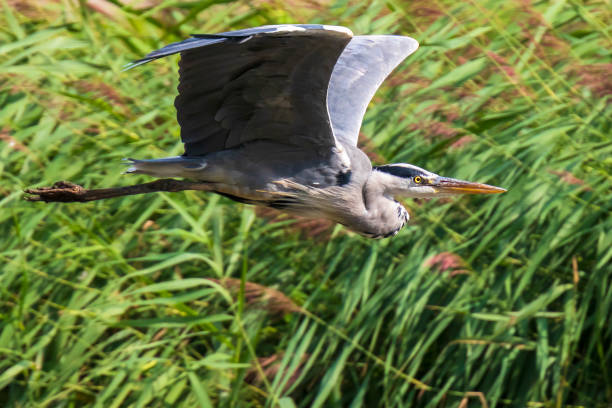 istock Great blue heron Ardea herodias flying, green surroundings 1096153892