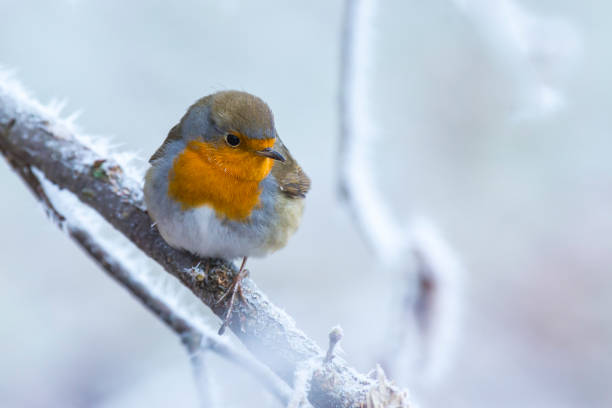 istock European robin bird Erithacus rubecula in Winter snow 1096153994