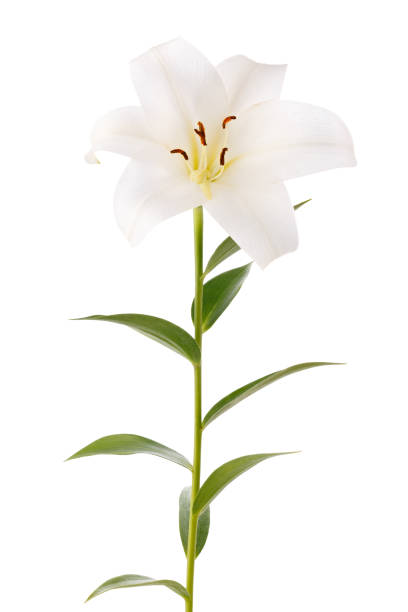 istock Branch with bud blooming lily flower isolated on white background. 1096161080