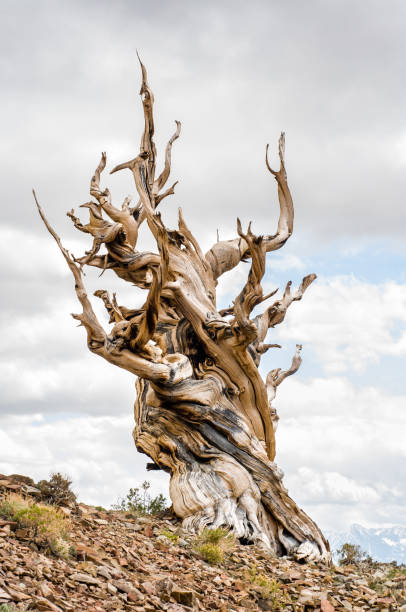 great basin bristlecone pine (pinus longaeva) w starożytnym sosnowym lesie bristlecone w górach białych w hrabstwie inyo, ca - twisted tree california usa zdjęcia i obrazy z banku zdjęć