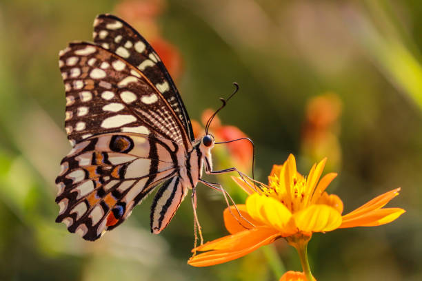 istock Chestnut Tiger

Butterfly sitting on a flower 1096164220