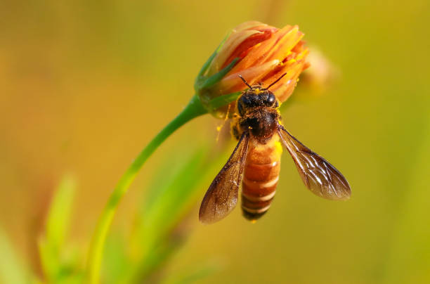 honig-biene-makro-fotografie - pollenkorn stock-fotos und bilder