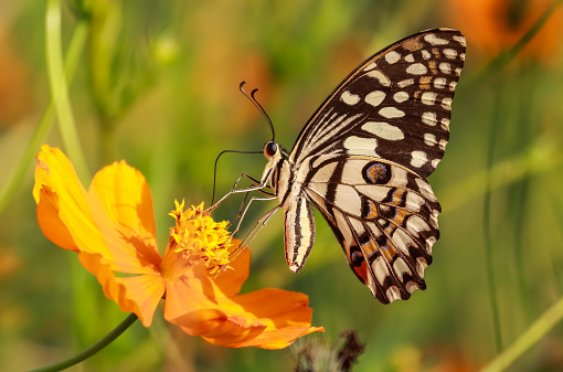 Común macro de mariposa cal tiro photo