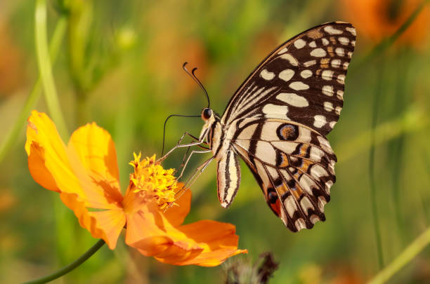 común macro de mariposa cal tiro - lime butterfly fotografías e imágenes de stock