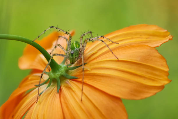 Macro shot of a green colour spider sitting on a flower