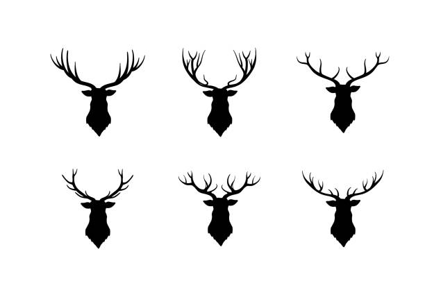 鹿頭のシルエット。野生動物トナカイ セット - stags horn点のイラスト素材／クリップアート素材／マンガ素材／アイコン素材