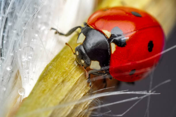 istock Beautiful laybug sitting on flower in a summer garden 1096178068