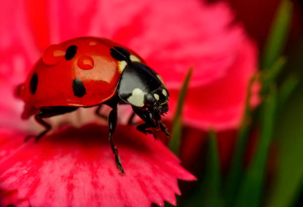 istock Beautiful laybug sitting on flower in a summer garden 1096182162