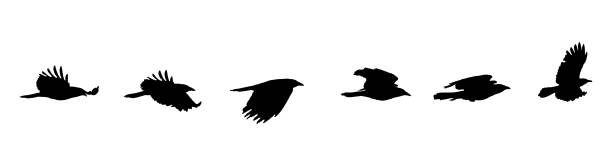 Sequential series vector of crow flying on white background Silhouette Sequential series vector of crow flying on white background raven bird stock illustrations