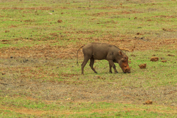 istock Wild boar in the savannah 1096183280