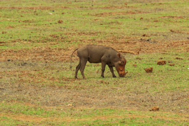 istock Wild boar in the savannah 1096183388