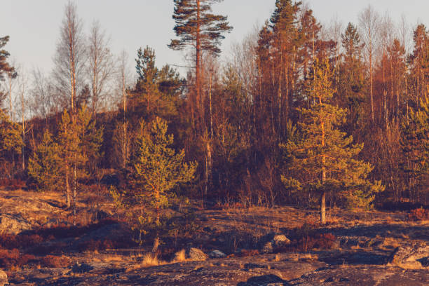 istock Mixed forest on the coast of the island 1096183870