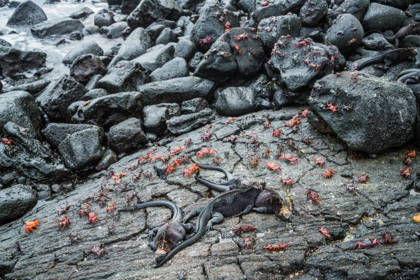 галапагосские крабы и игуаны - marine iguana стоковые фото и изображения