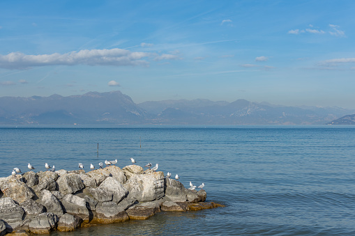 Seagulls on pebbles by the lake under a blue sky, horizontal landscape image