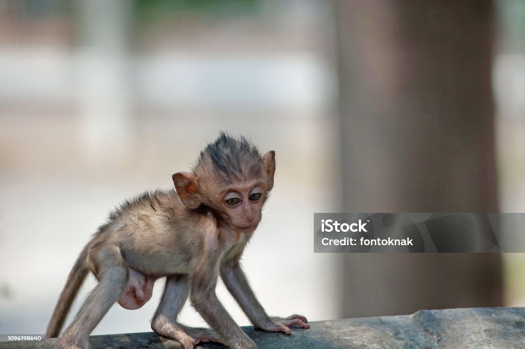 Foto de Macacos Fofos e mais fotos de stock de Animal - Animal, Animal  selvagem, Exterior - iStock