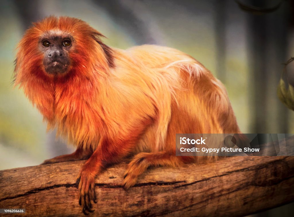 beautiful golden lion tamarin furry monkey sitting on branch This is a beautiful image of a wild golden lion tamarin furry monkey sitting on branch. Golden Lion Stock Photo