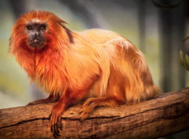 Photo of beautiful golden lion tamarin furry monkey sitting on branch