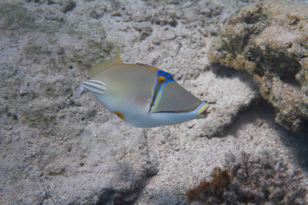 istock Picassofish in Red Sea 1096212954