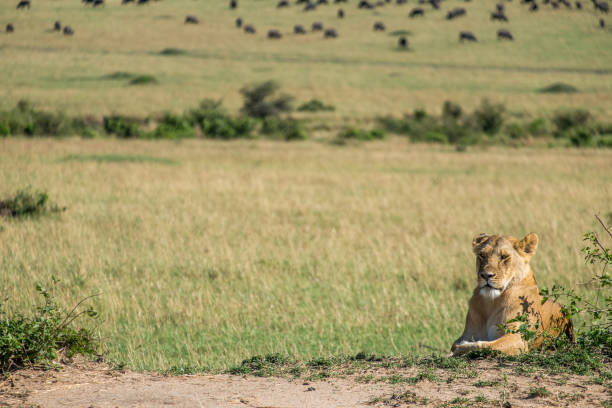 istock A lioness resting next to a bush in the savannah 1096214980