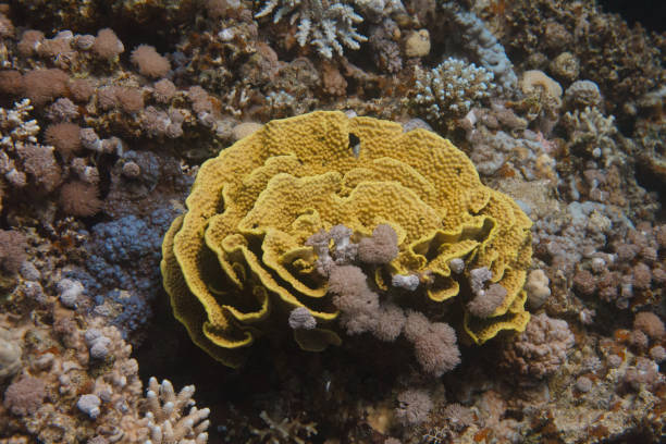 Yellow Leafy Cup Coral in Red Sea Yellow Leafy Cup Coral on Coral Reef in Red Sea off Dahab, Egypt cabbage coral photos stock pictures, royalty-free photos & images