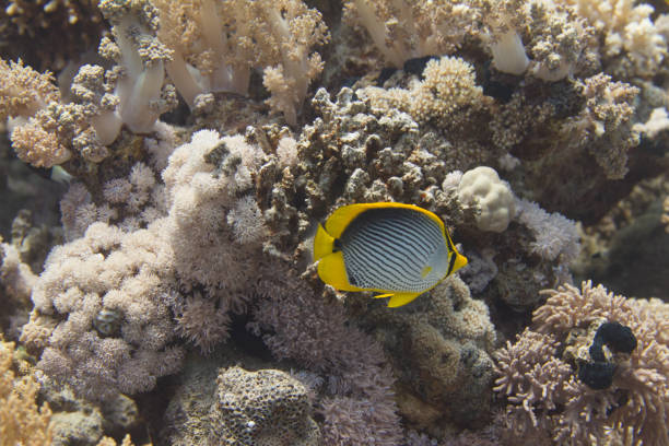istock Blackbacked Butterflyfish in Red Sea 1096215466