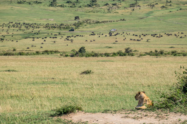 A lioness resting next to a bush in the savannah