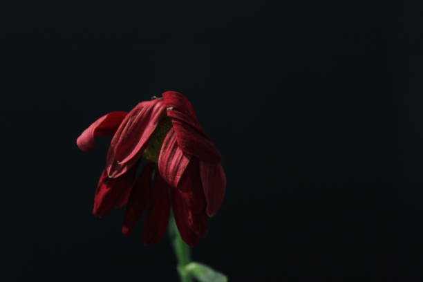 istock Dying Red Flower with black background 1096218198