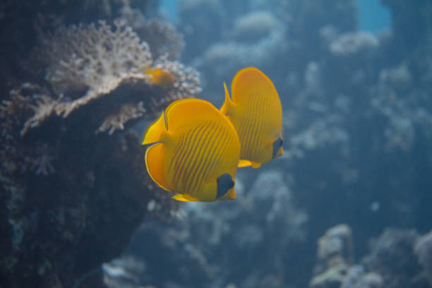 istock Masked Butterflyfish in Red Sea 1096219002