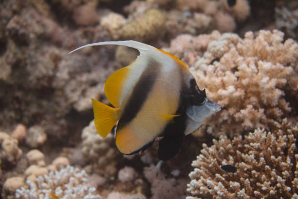 istock Red Sea Bannerfish on Coral Reef 1096219380