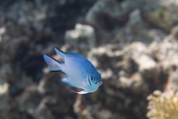 istock Pale Damselfish in Red Sea 1096222868