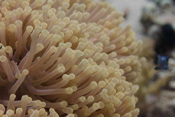 Ritteri Anemone on Coral Reef in Red Sea off Sharm El Sheikh, Egypt