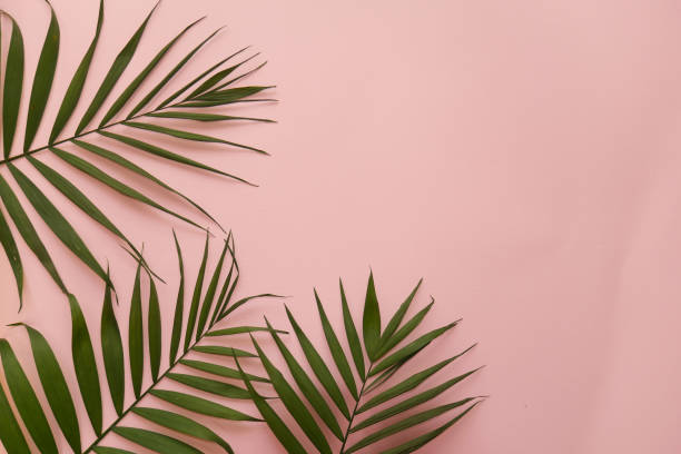 istock green palm leaves on a pink background 1096232500