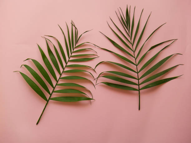 istock Palm leaves on a pink background 1096232596