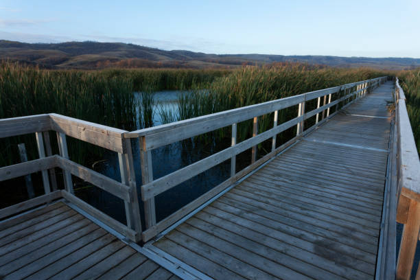 Early morning light at Buffalo Pound Provincial Park Nicolle Flats Nature Area, Saskatchewan, Canada,  situated at the east of the park, nestled in the reads is a board walk and look out  with a great view. Great bird watching all along the board walk. 1 hr away from Regina and twenty mins from Moose Jaw Saskatchewan Canada. Image taken from a tripod, low light.