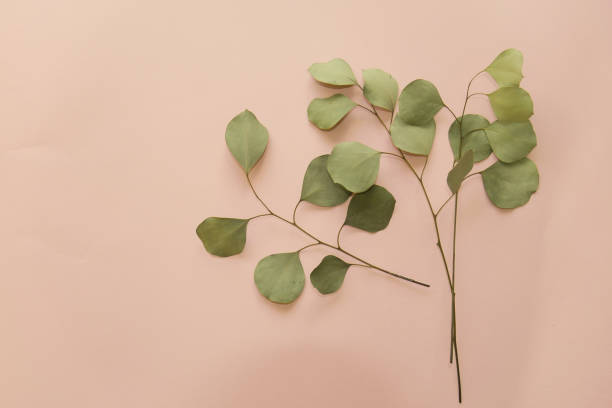 istock dry eucalyptus branches on a gentle pink background 1096234642