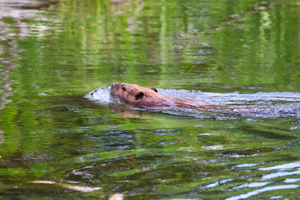 istock A beaver swimming in water reflecting green trees 1096253614