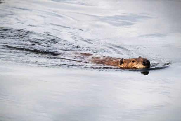istock View of a beaver swimming towards the camera 1096253620
