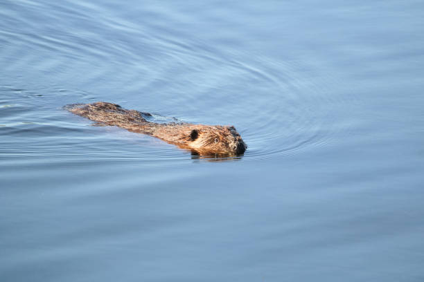 istock A beaver swimming towards the camera in calm water 1096253632