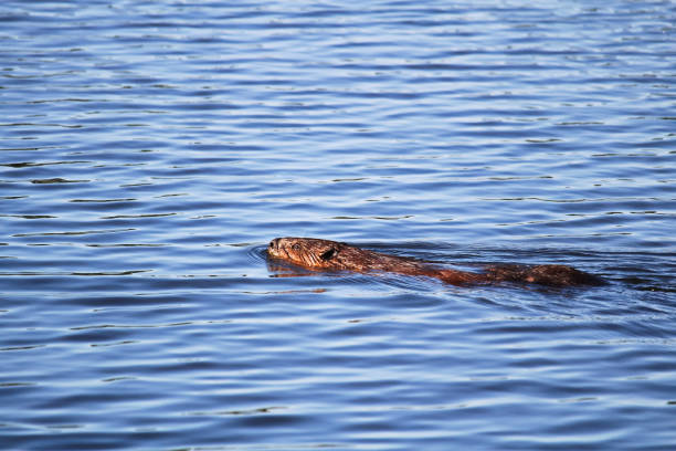 istock A beaver swimming in wavy blue water 1096253634