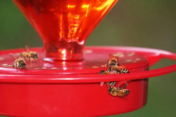honeybees, feeding